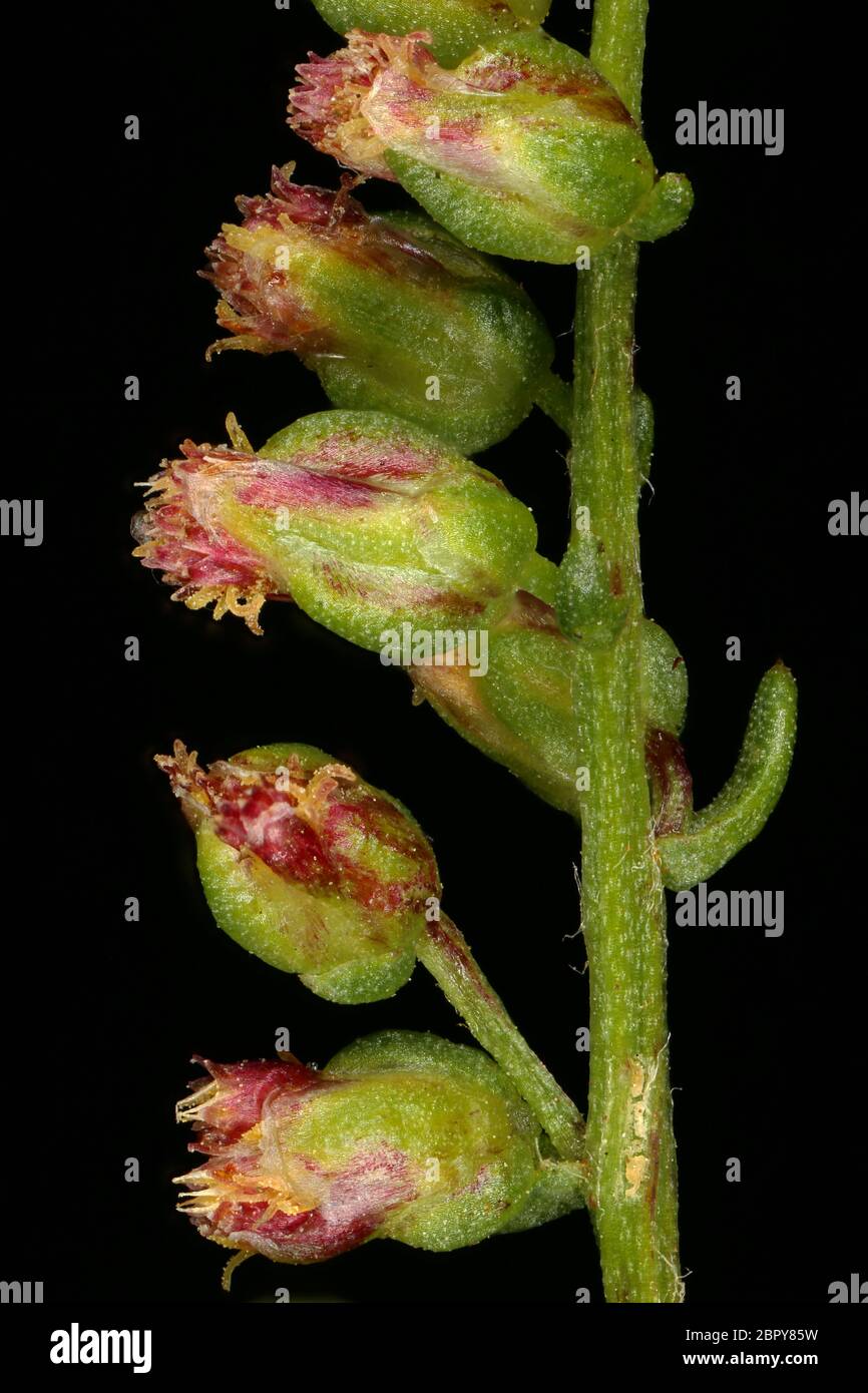 Field Wormwood (Artemisia campestris). Capitula Closeup Stock Photo