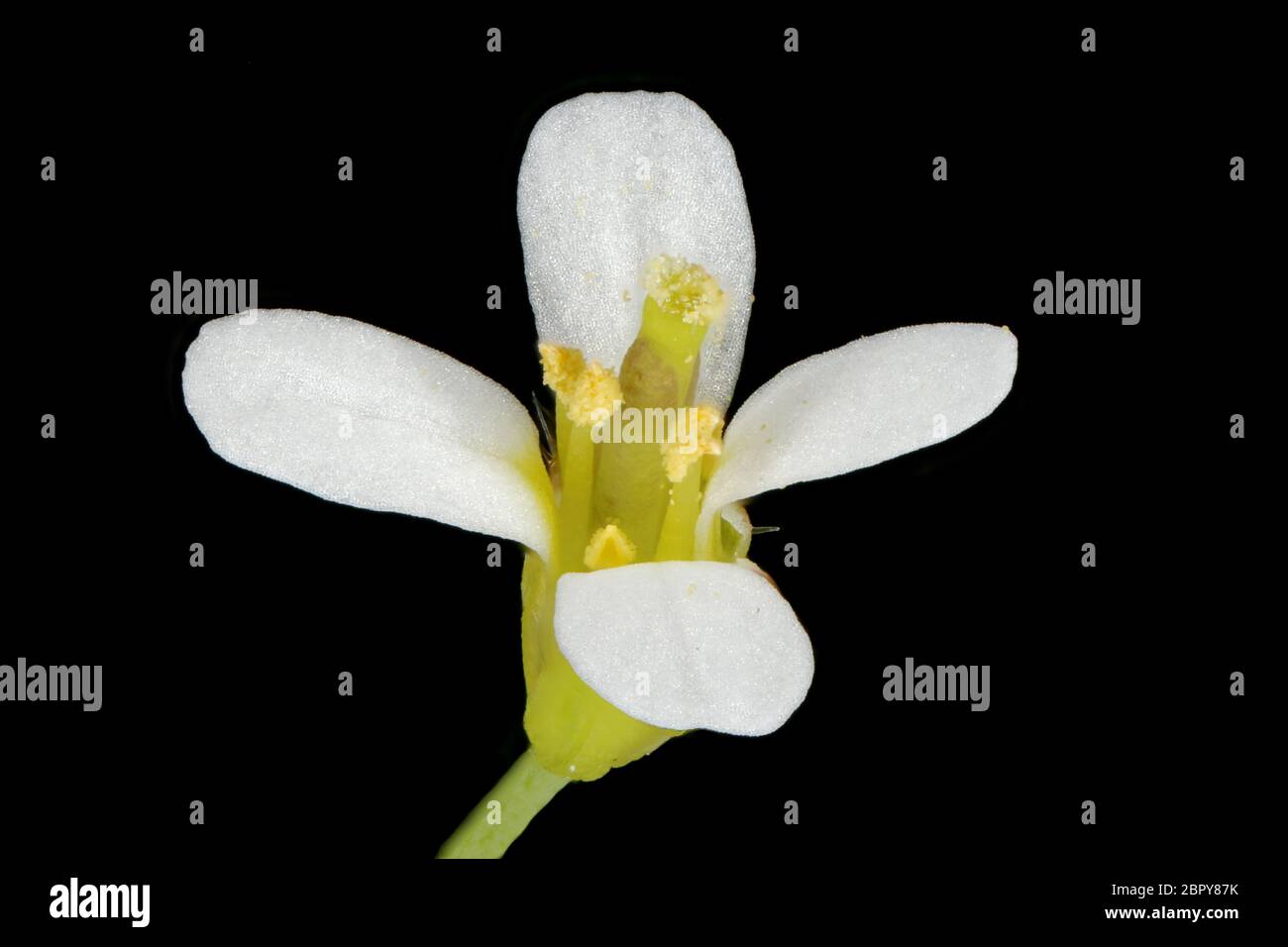 Thale Cress (Arabidopsis thaliana). Flower Closeup Stock Photo