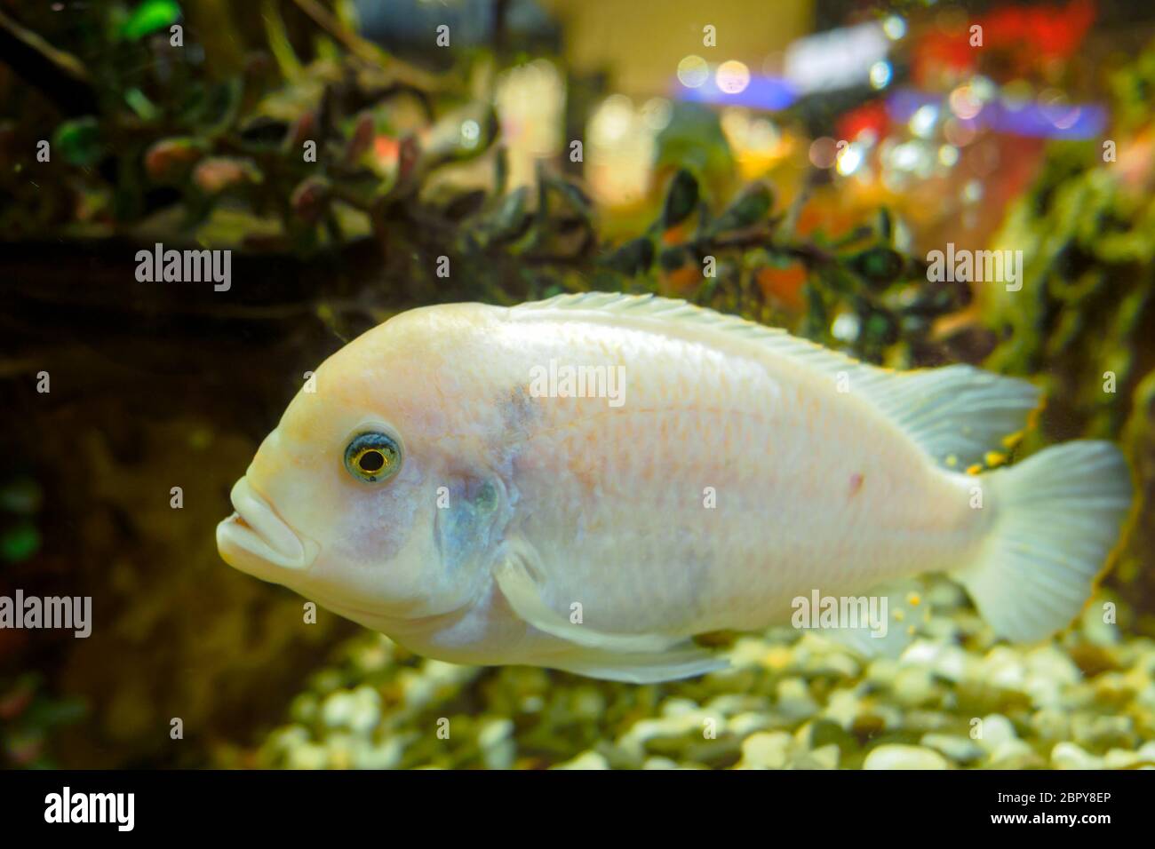 Oscar Albino Fish, Astronotus Oscellatus white fish swimming in the aquarium Stock Photo