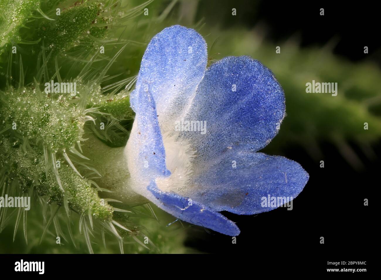 Annual Bugloss (Lycopsis arvensis). Flower Closeup Stock Photo