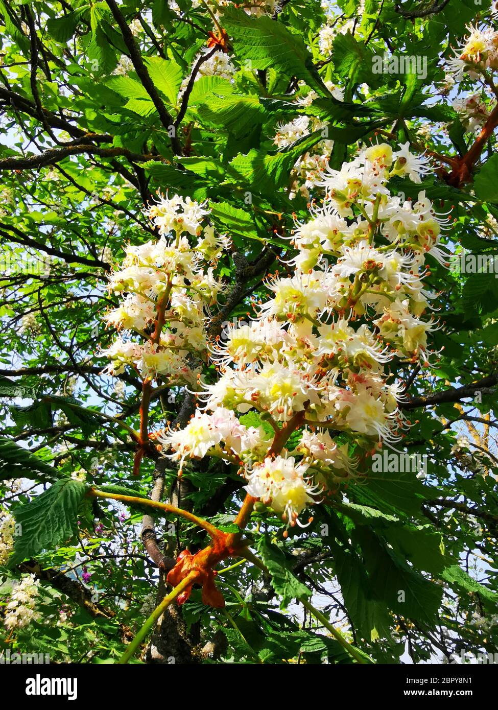 Low angle shot of beautiful white flowering chestnut tree Stock Photo