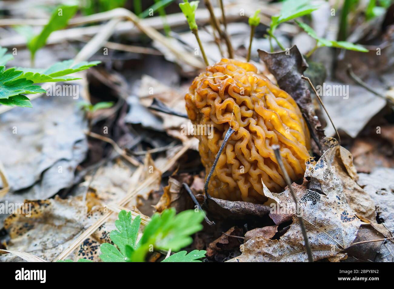 Morchella mushroom, true morels growing in forest in spring day Stock Photo
