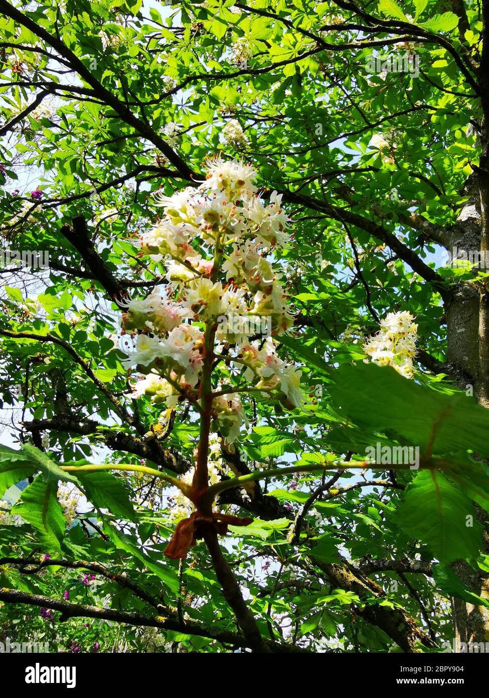 Chestnut Tree Bloom High Resolution Stock Photography and Images Alamy