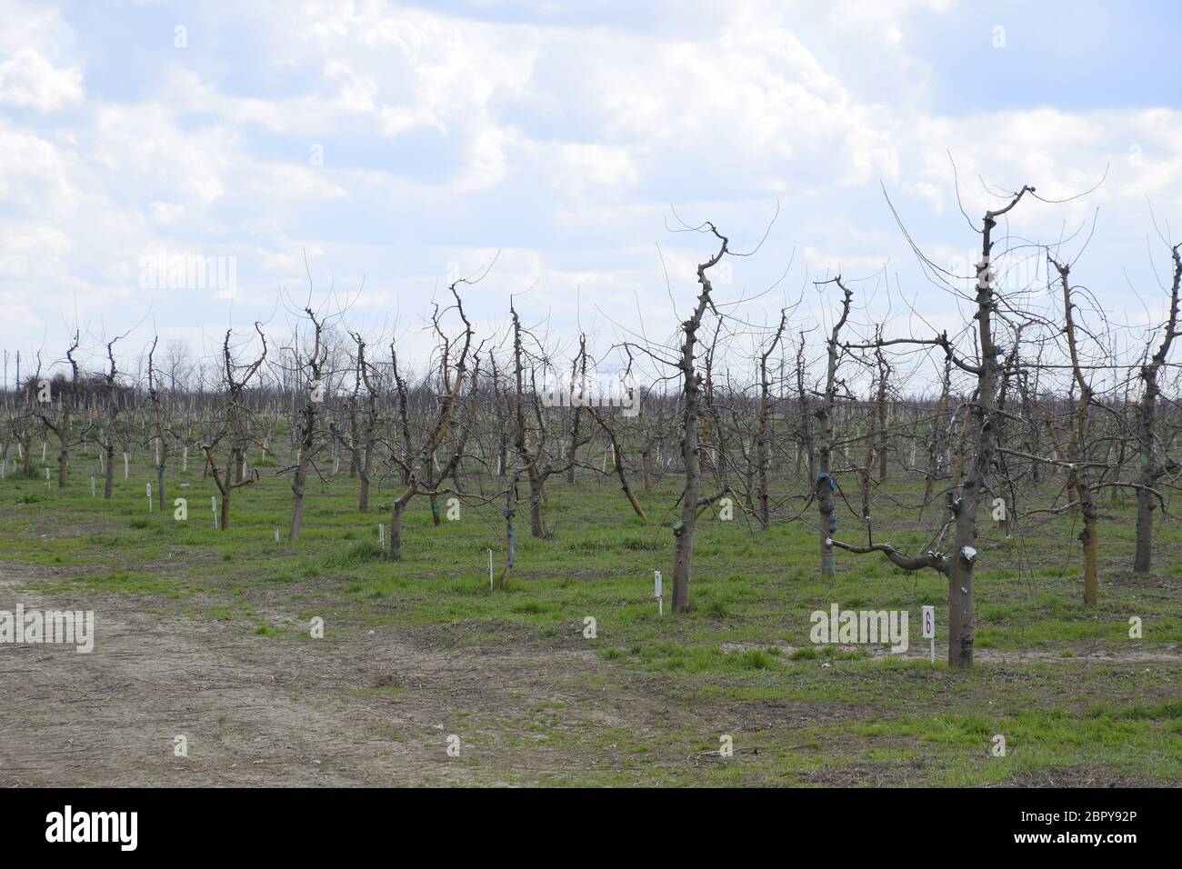 Apple trees in the garden, pruning apple trees, protecting cut branches