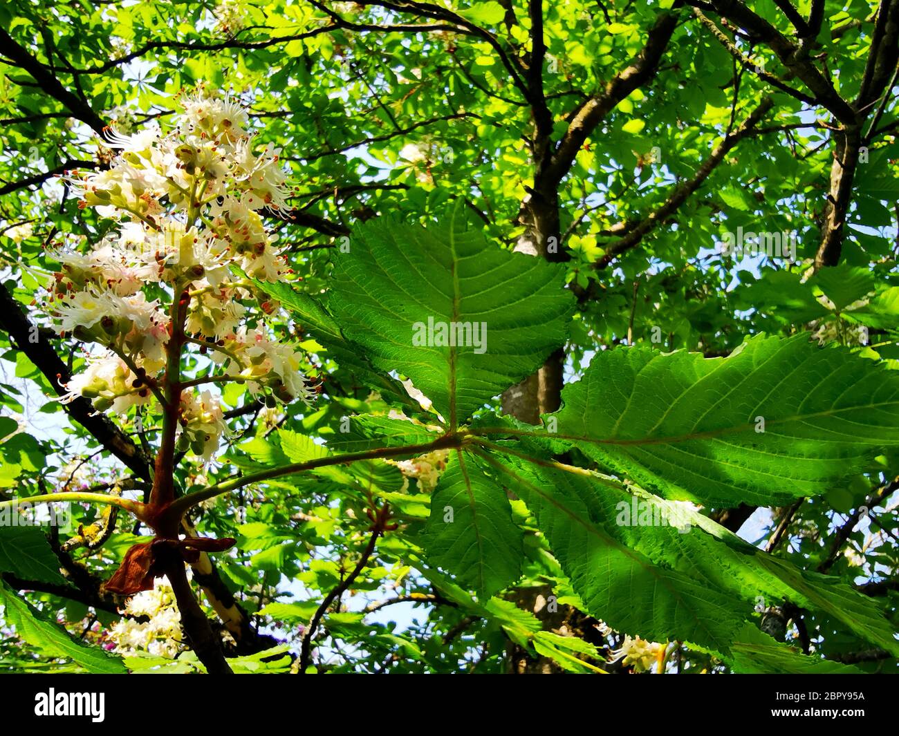 Chestnut Tree Bloom High Resolution Stock Photography and Images Alamy