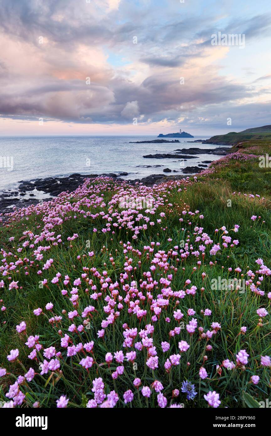 Springtime on the clifftop at Godrevy, Cornwall Stock Photo