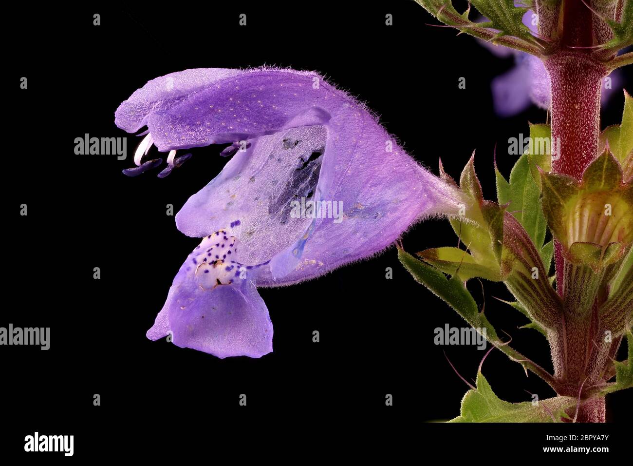 Moldavian Dragon-Head (Dracocephalum moldavica). Flower Closeup Stock Photo