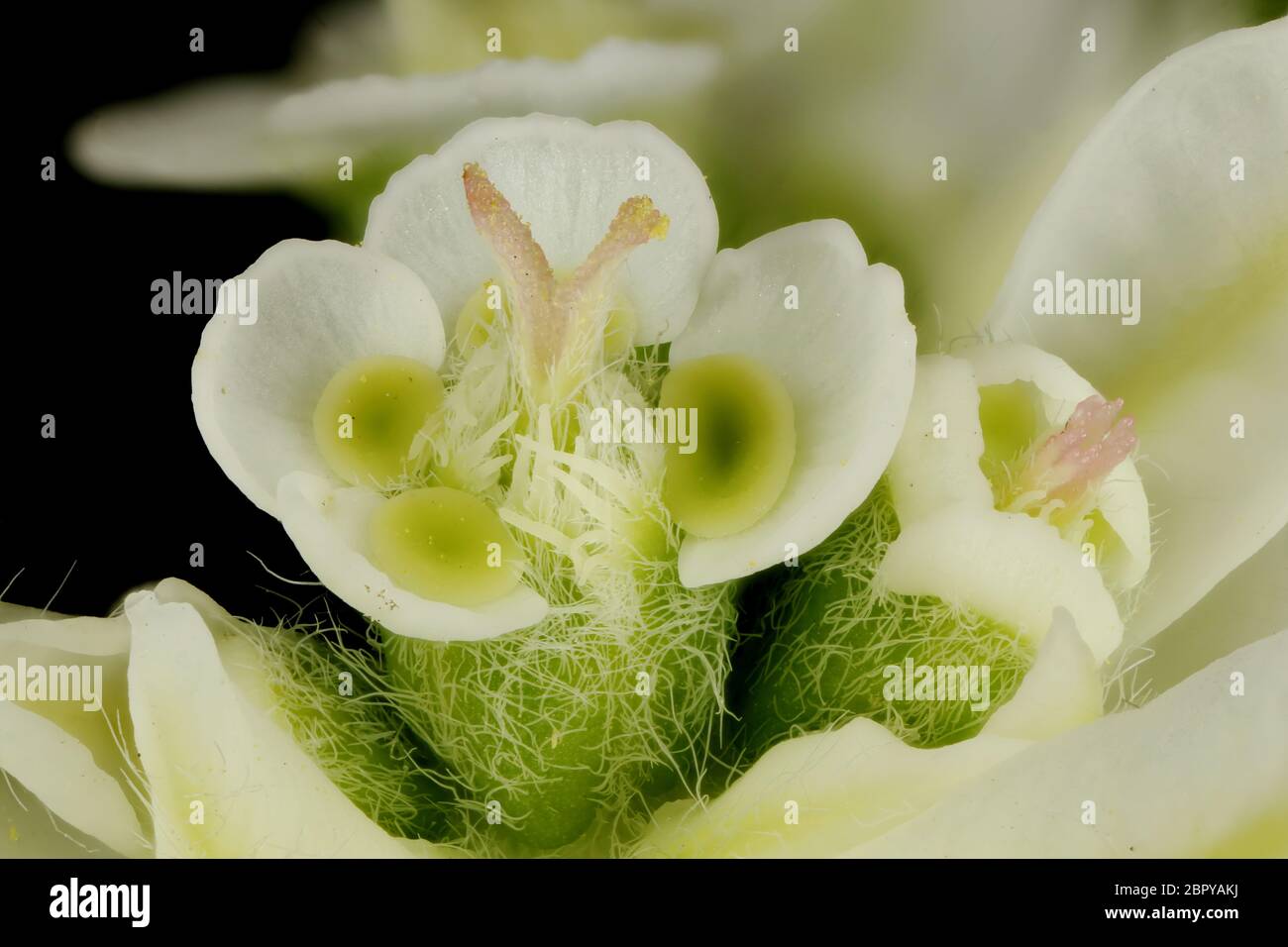 White-Margined Spurge (Euphorbia marginata). Cyathia Closeup Stock Photo