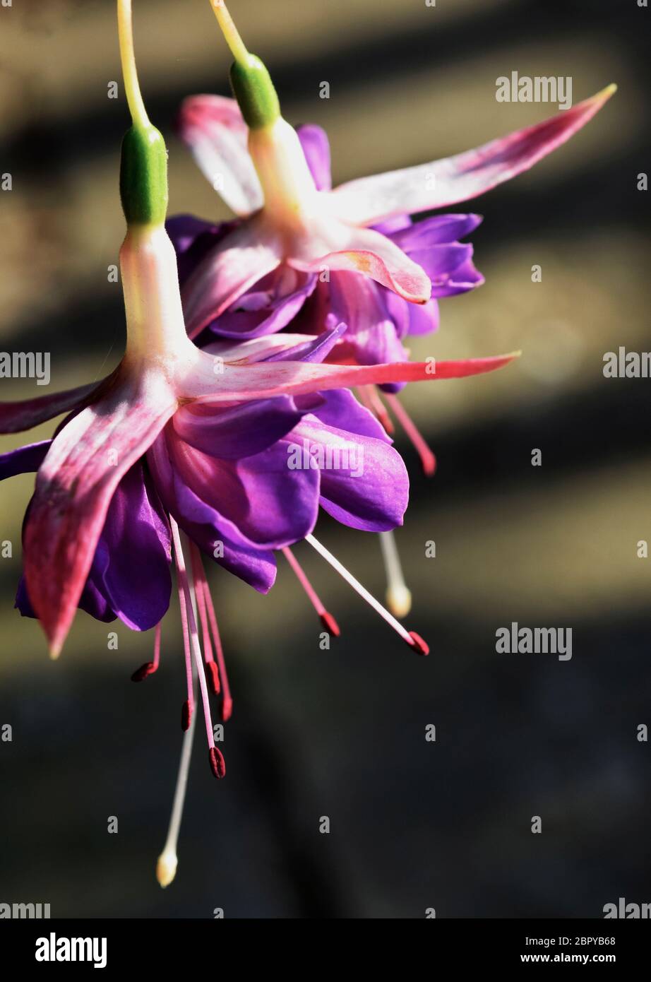 fuchsia flowers Stock Photo