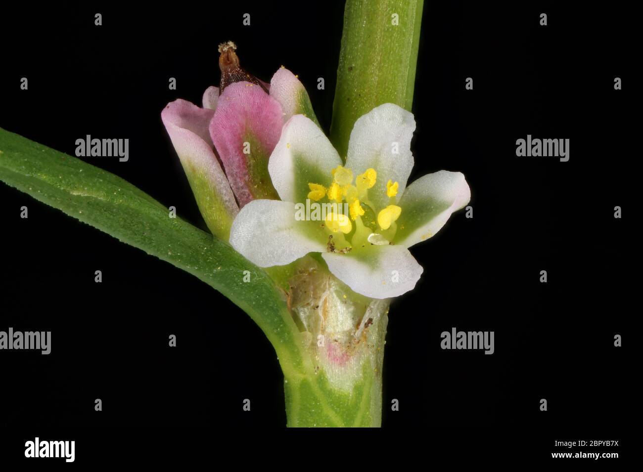 Common Knotgrass (Polygonum aviculare). Flowers Closeup Stock Photo