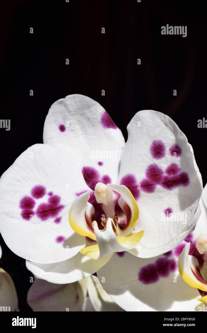 butterfly orchid Stock Photo