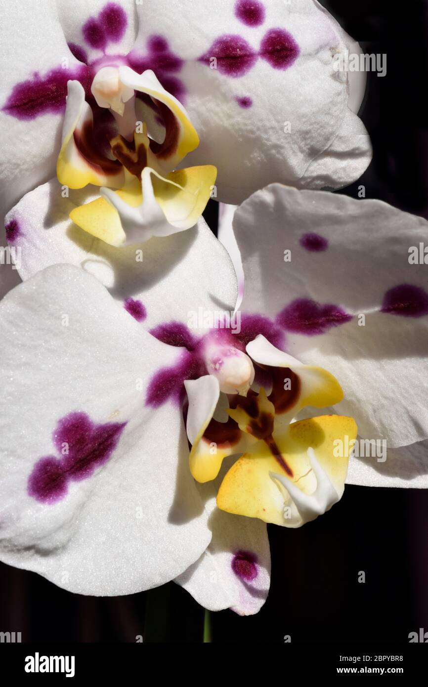 butterfly orchid Stock Photo