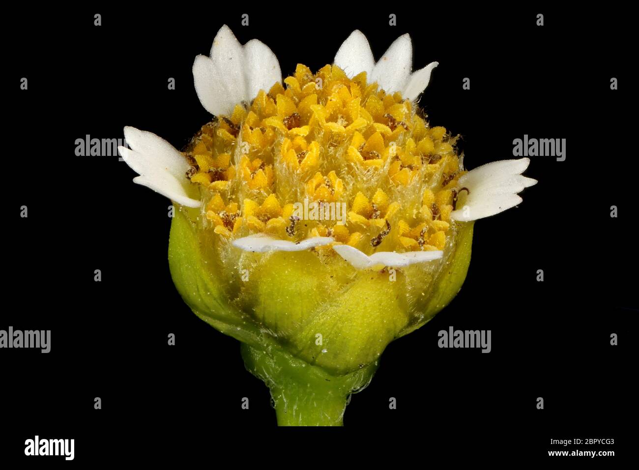 Gallant Soldier (Galinsoga parviflora). Flowering Capitulum Closeup Stock Photo