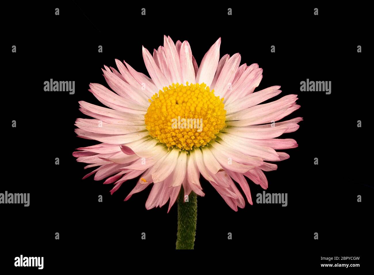 Daisy (Bellis perennis). Flower Closeup Stock Photo