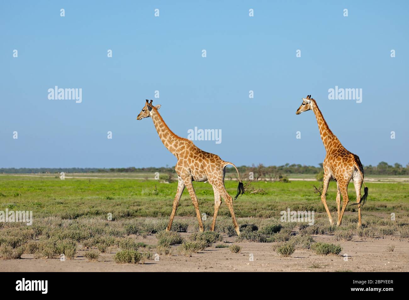 Giraffes (Giraffa camelopardalis) walking over the plains of Etosha National Park, Namibia Stock Photo