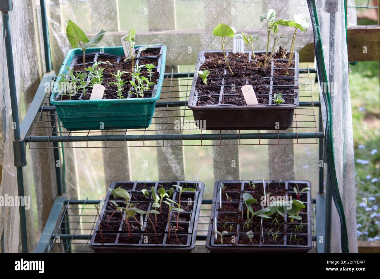 Seed trays in propagation Stock Photo Alamy