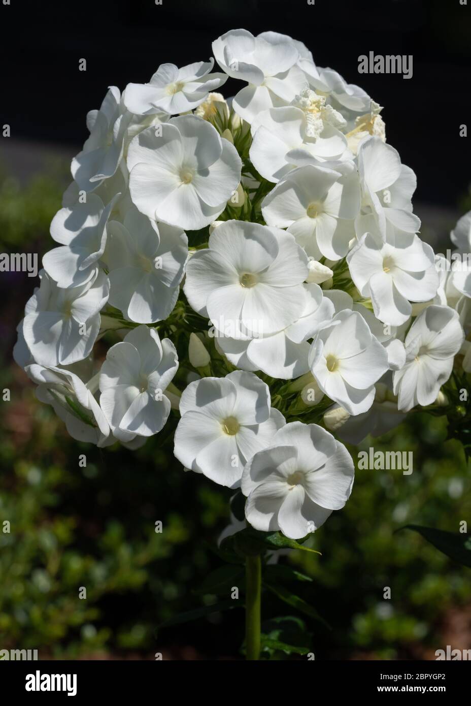 Garden Phlox (Phlox paniculata), flowers of summer Stock Photo