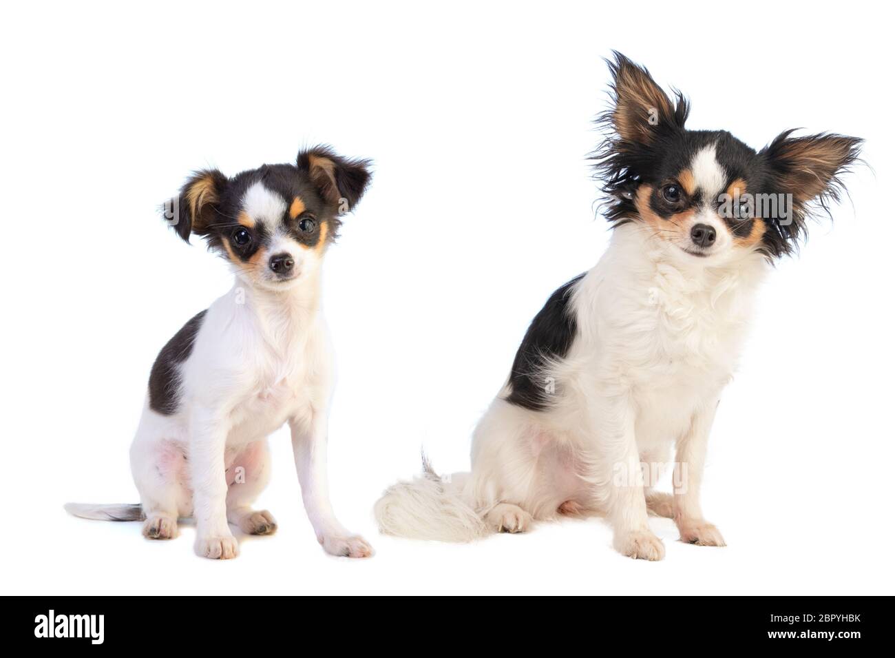 Young and adulte chihuahua looking straight ahead and sitting on white background Stock Photo