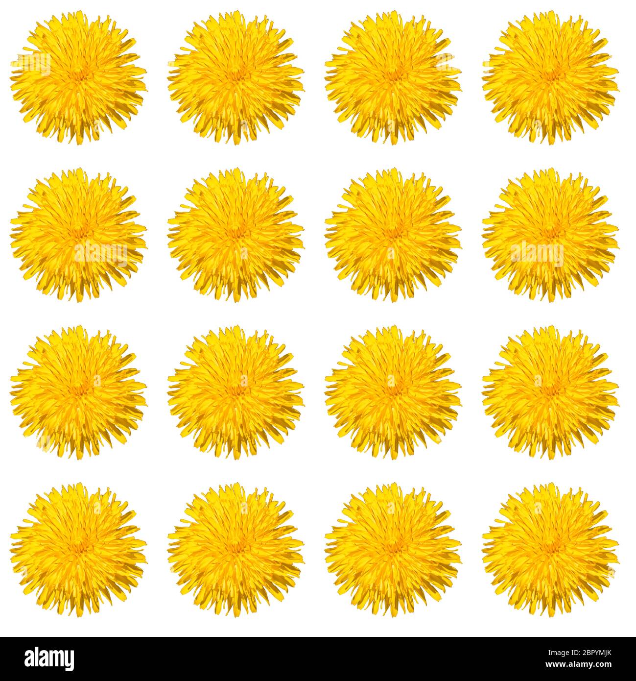 seamless pattern of dandelion flowers. isolate on white background Stock Photo