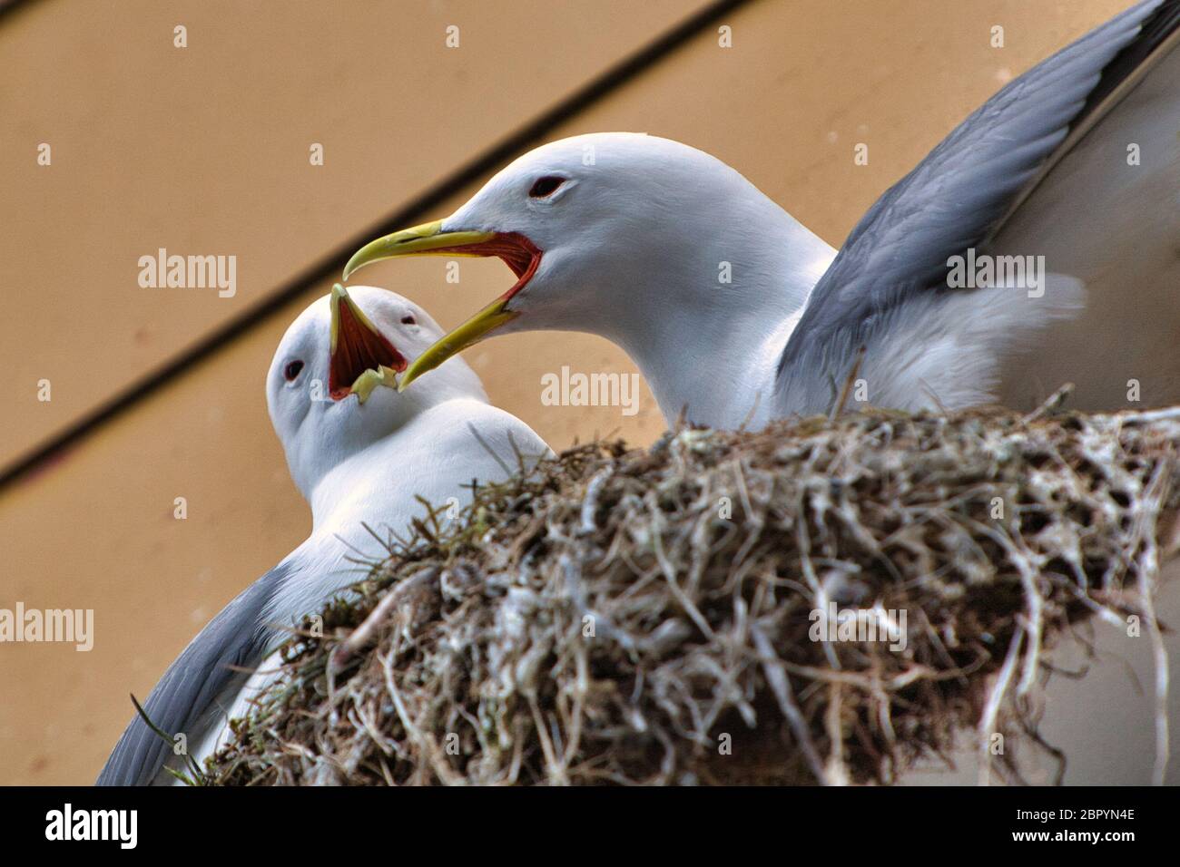 A pair of kittiwakes greet each other on a nest site on a building in the Lofoten Islands off the west coast of Norway Stock Photo