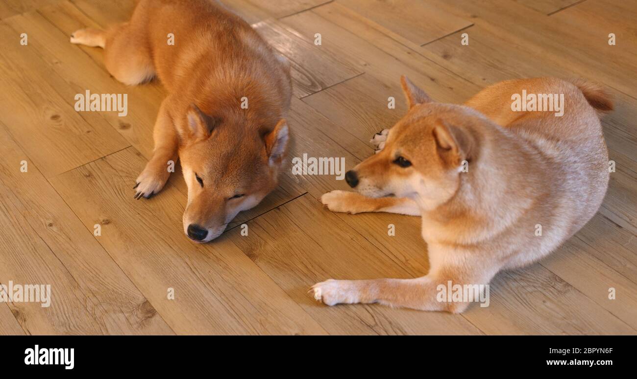 Alsa Inu Dog Are Shiba Inus And Akitas Lazy Dogs