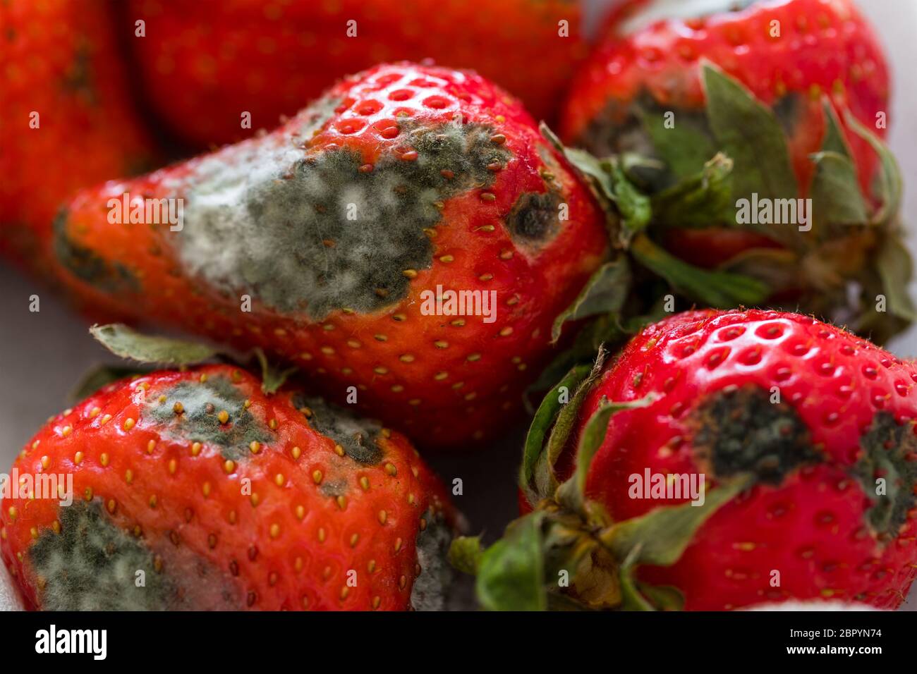 Stack of Spoiled strawberries Stock Photo - Alamy