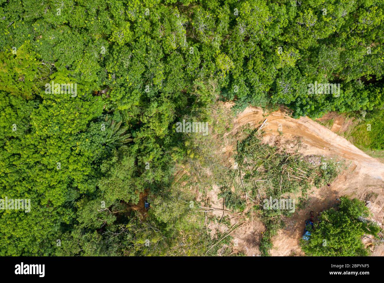 Aerial drone view of logging operatons and active deforestation of a
