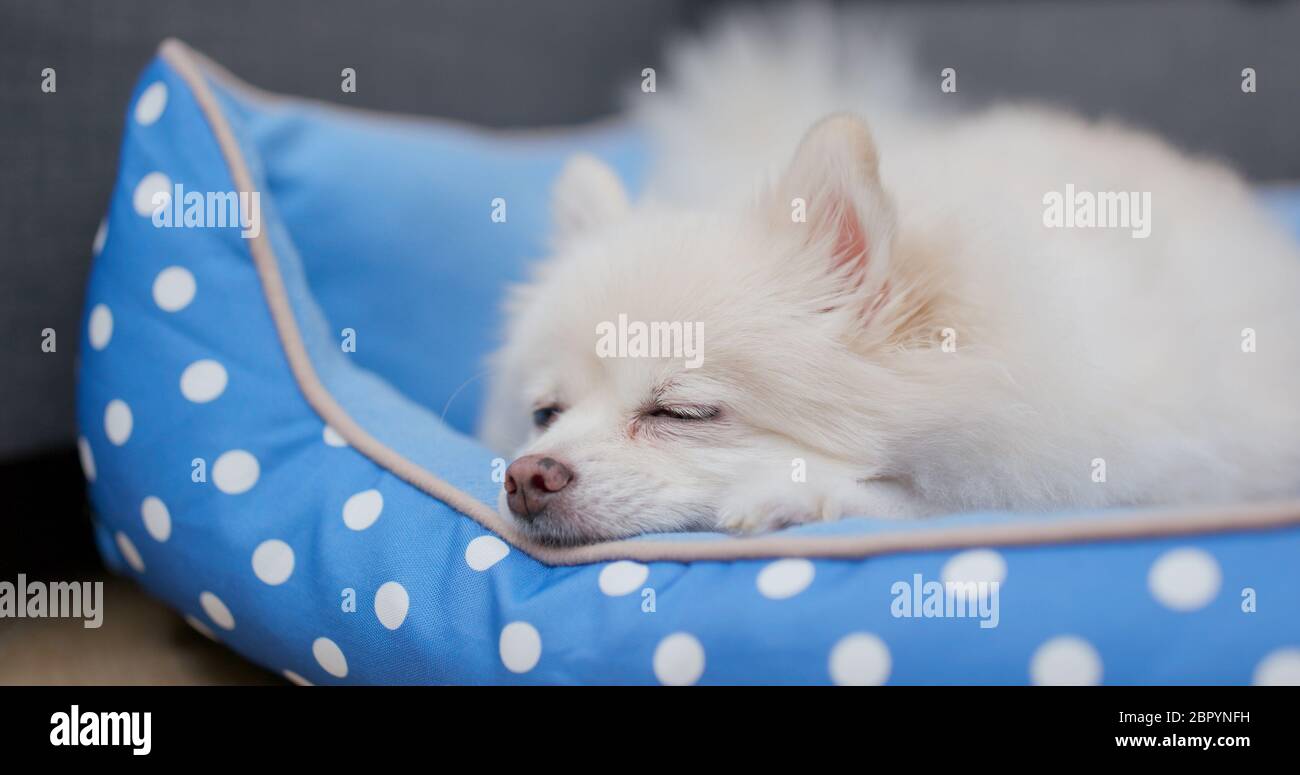 White Pomeranian Dog Sleep Stock Photo Alamy White Pomeranian Dog Sleep Stock Photo Alamy
