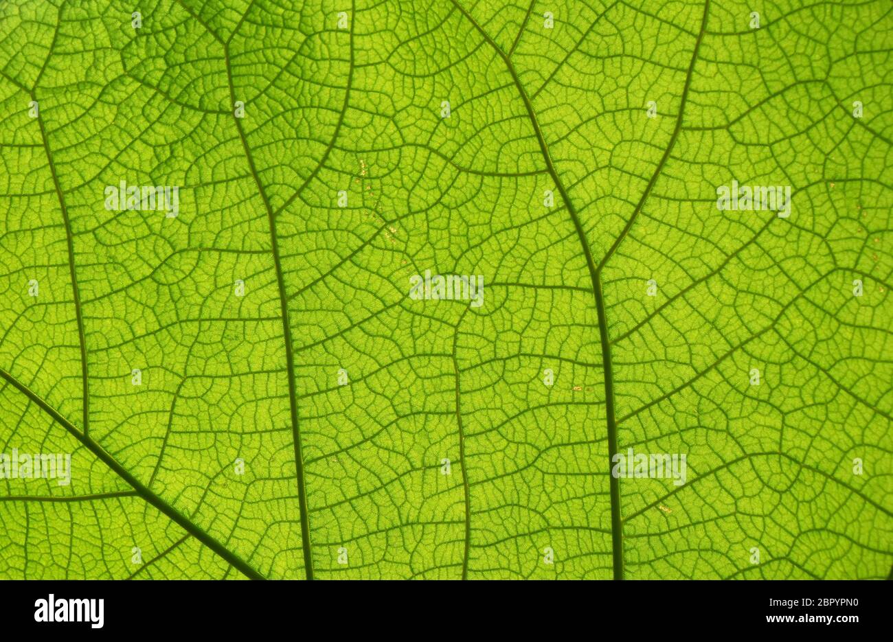 Extreme close up background texture of backlit green leaf veins Stock ...