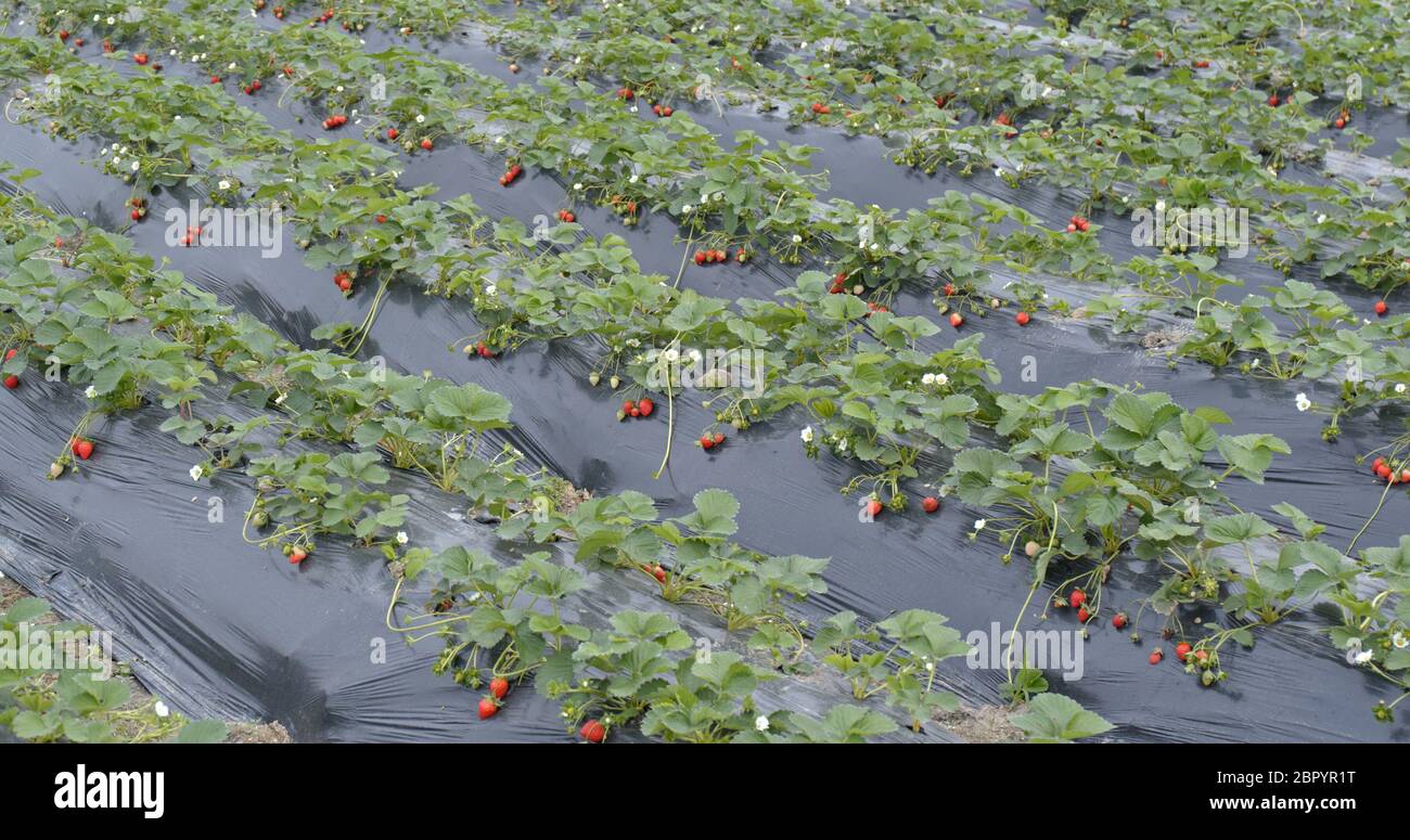 Fresh Strawberry farm Stock Photo - Alamy