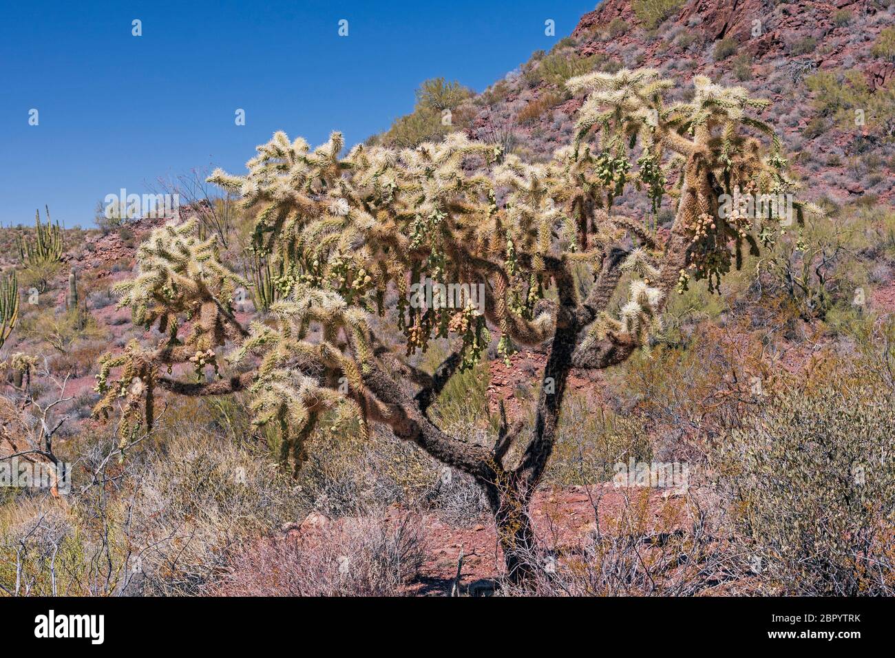 Cholla Cactus Bearing Fruit in the Spring in Organ Pipe Cactus National Monument in Arizona Stock Photo