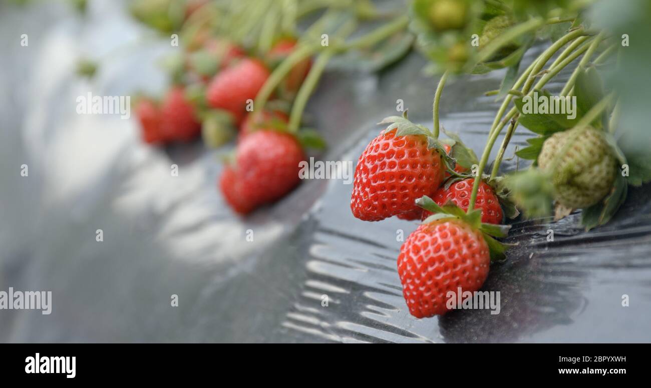 Fresh Strawberry farm Stock Photo - Alamy