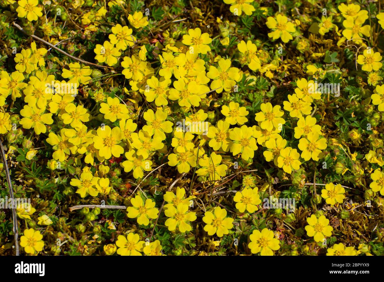 Yellow flowers of creeping cinquefoil as floral background, Potentilla reptans or Kriechende Fingerkraut Stock Photo