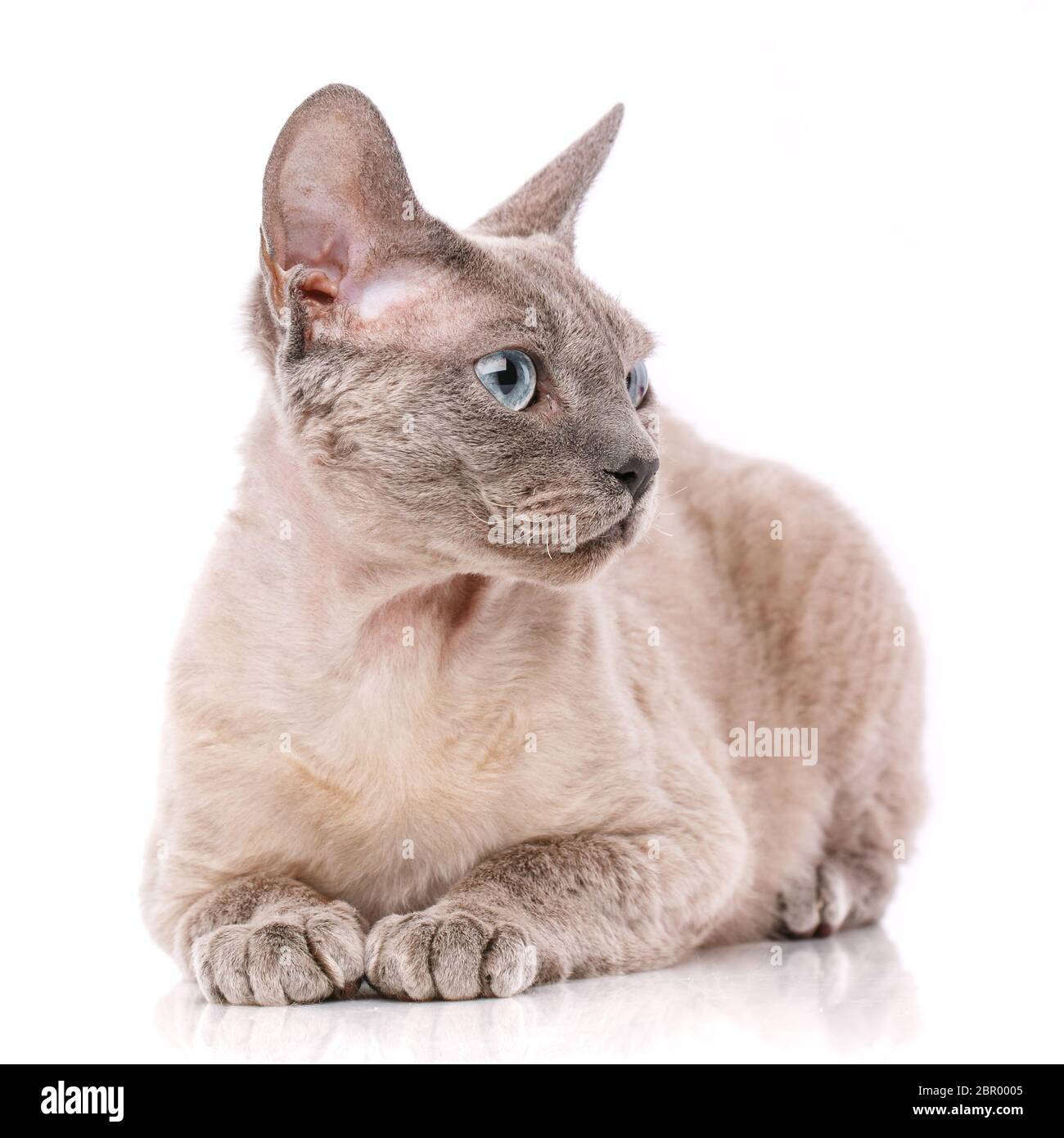 Lying devon rex cat. looking away. isolated on white background Stock Photo
