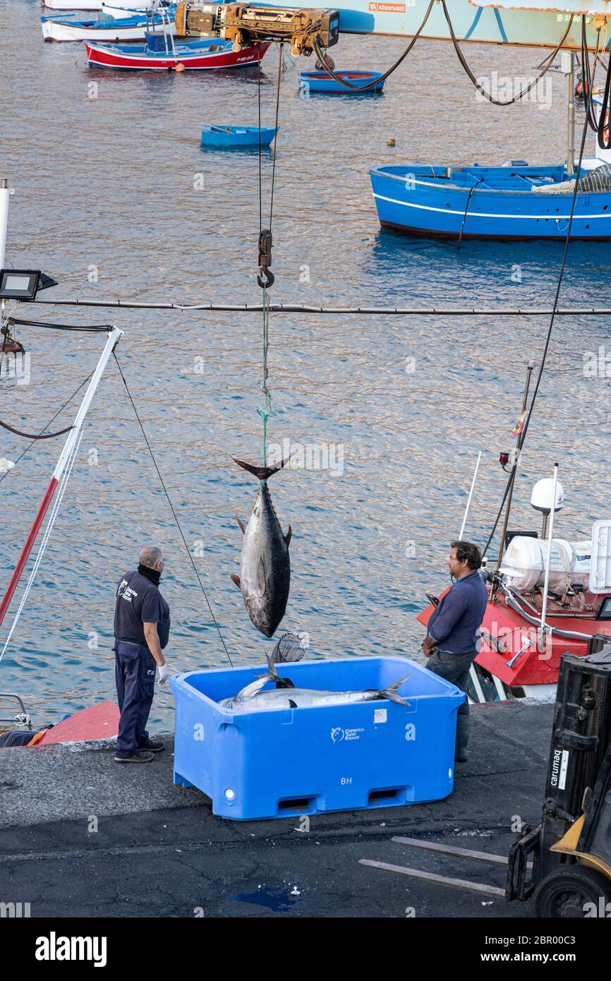 Unloading large yellow fin tuna fish from the boat by crane into boxes to take to market at the quay in Playa San Juan, Tenerife, Canary Islands, Spai Stock Photo