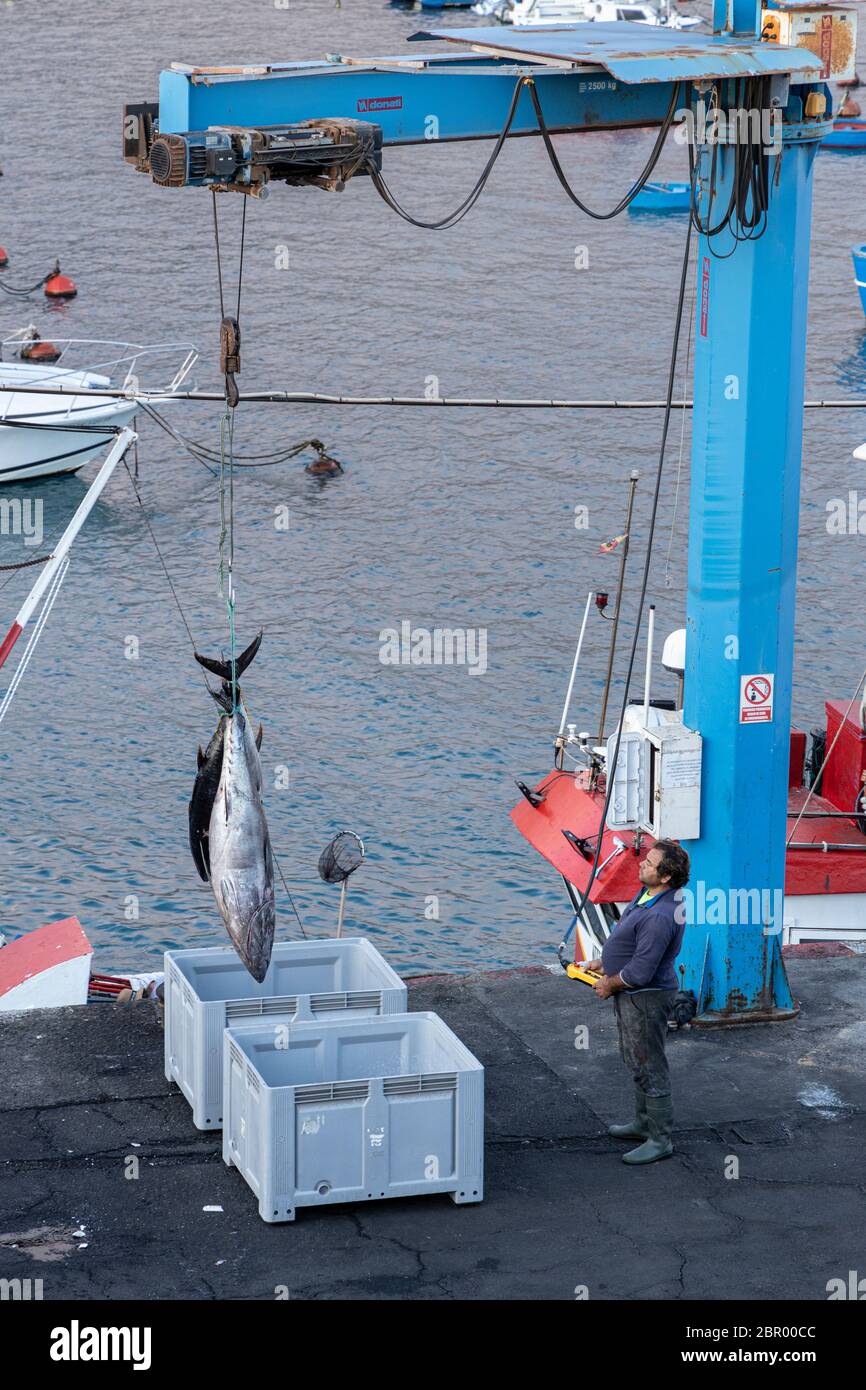 Unloading large yellow fin tuna fish from the boat by crane into boxes to take to market at the quay in Playa San Juan, Tenerife, Canary Islands, Spai Stock Photo