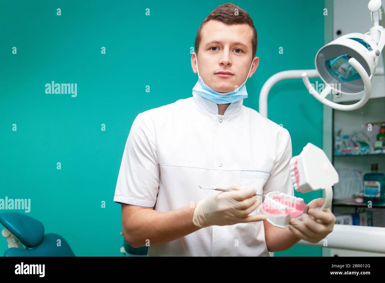 Portrait of a dentist doctor who holds in hands jaw model to simulate ...