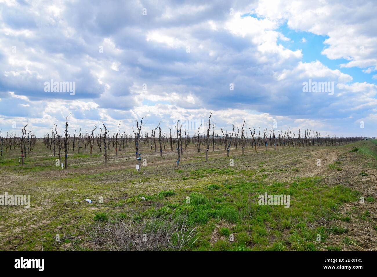 Apple trees in the garden, pruning apple trees, protecting cut branches