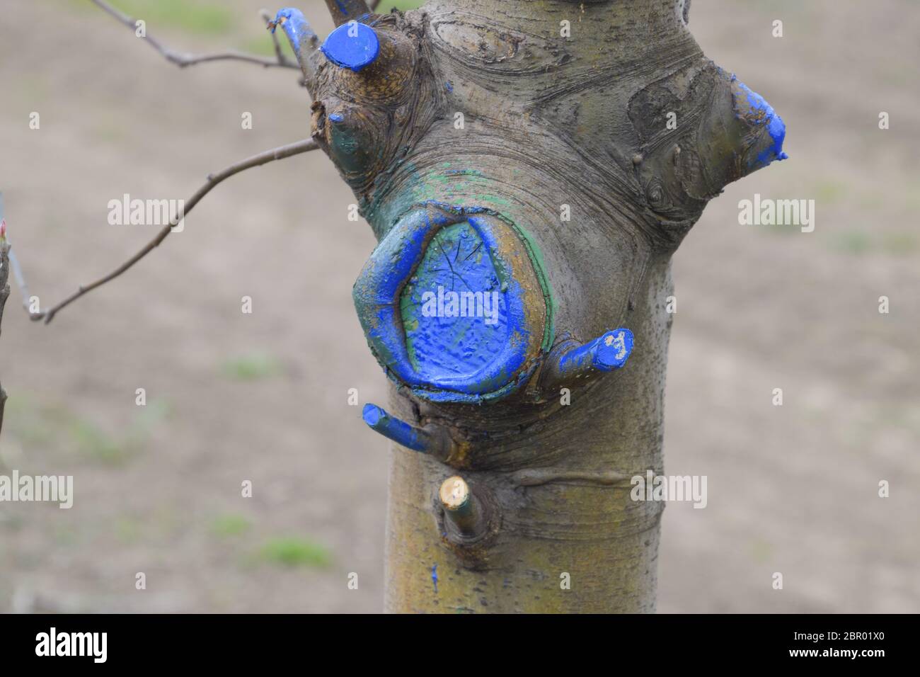 Apple trees in the garden, pruning apple trees, protecting cut branches