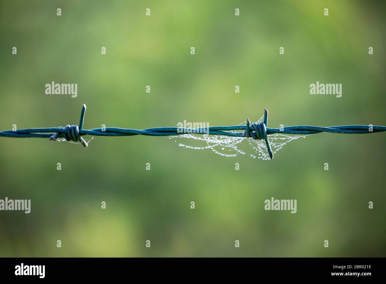 cobweb on barbed wire Stock Photo
