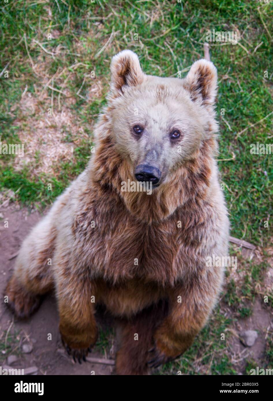 Trap for grizzly hi-res stock photography and images - Page 2 - Alamy Trap for grizzly hi-res stock photography and images - Page 2 - Alamy