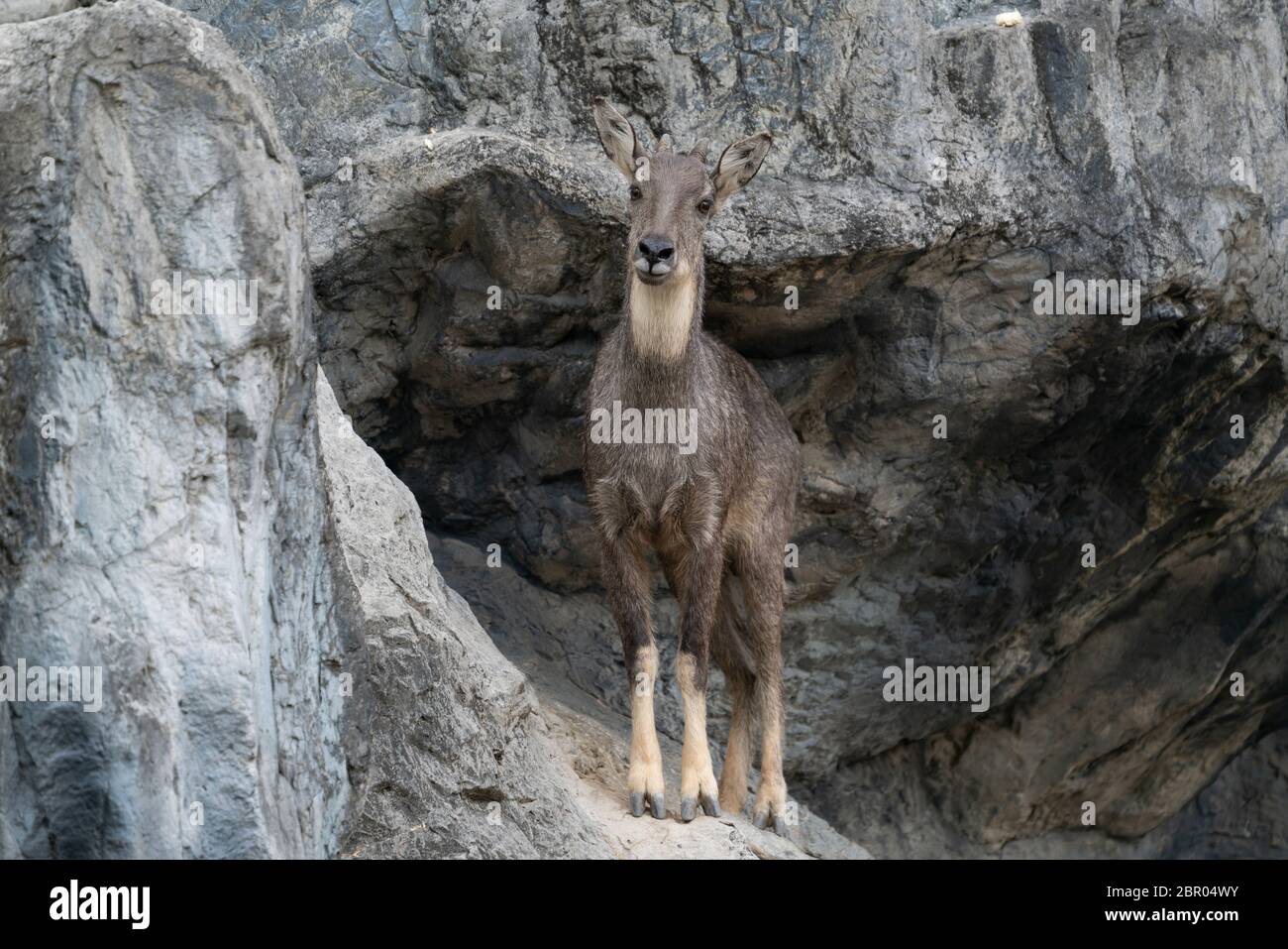 goral (Naemorhedus goral) standing on the rock Stock Photo
