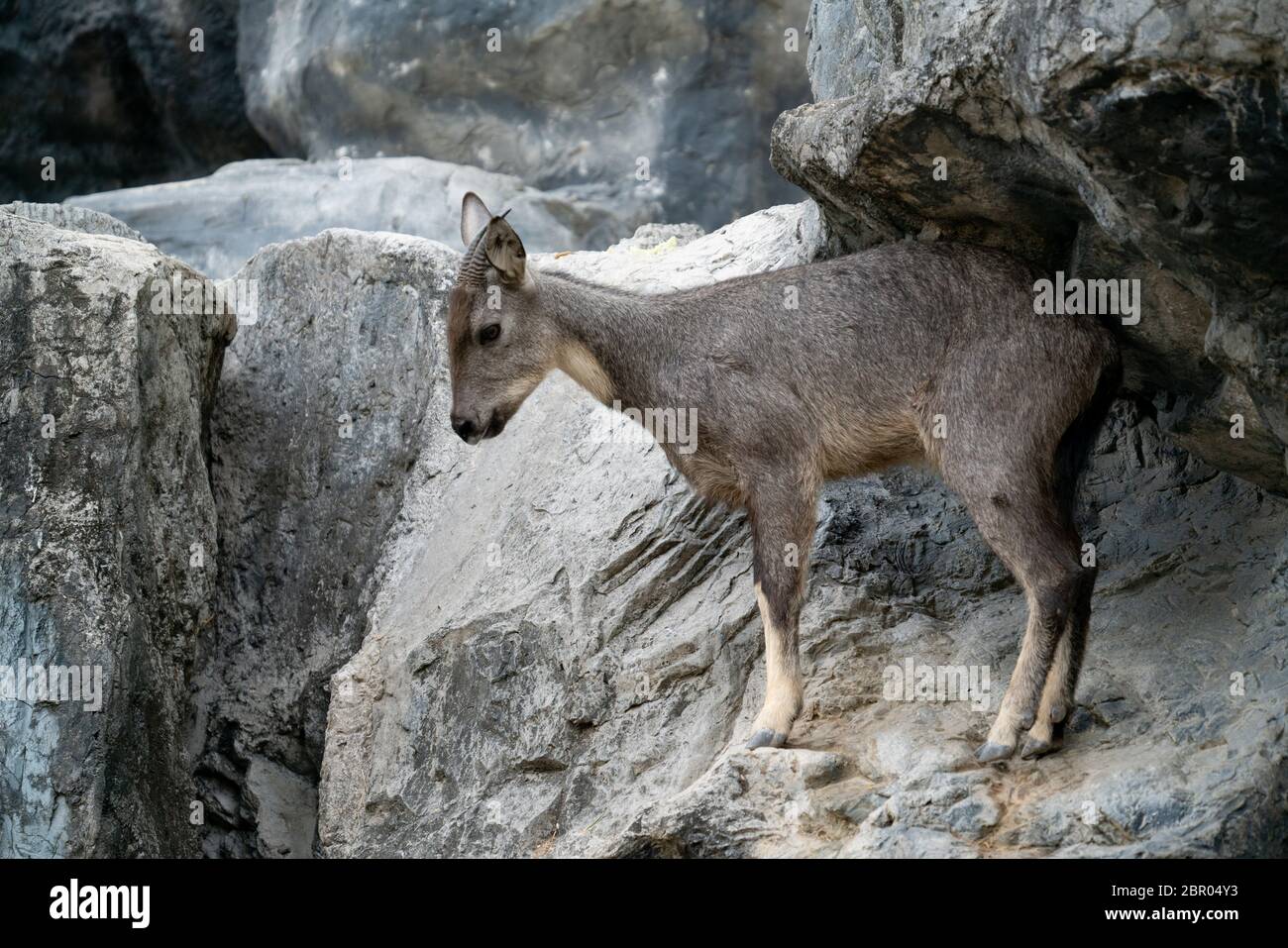 goral (Naemorhedus goral) standing on the rock Stock Photo