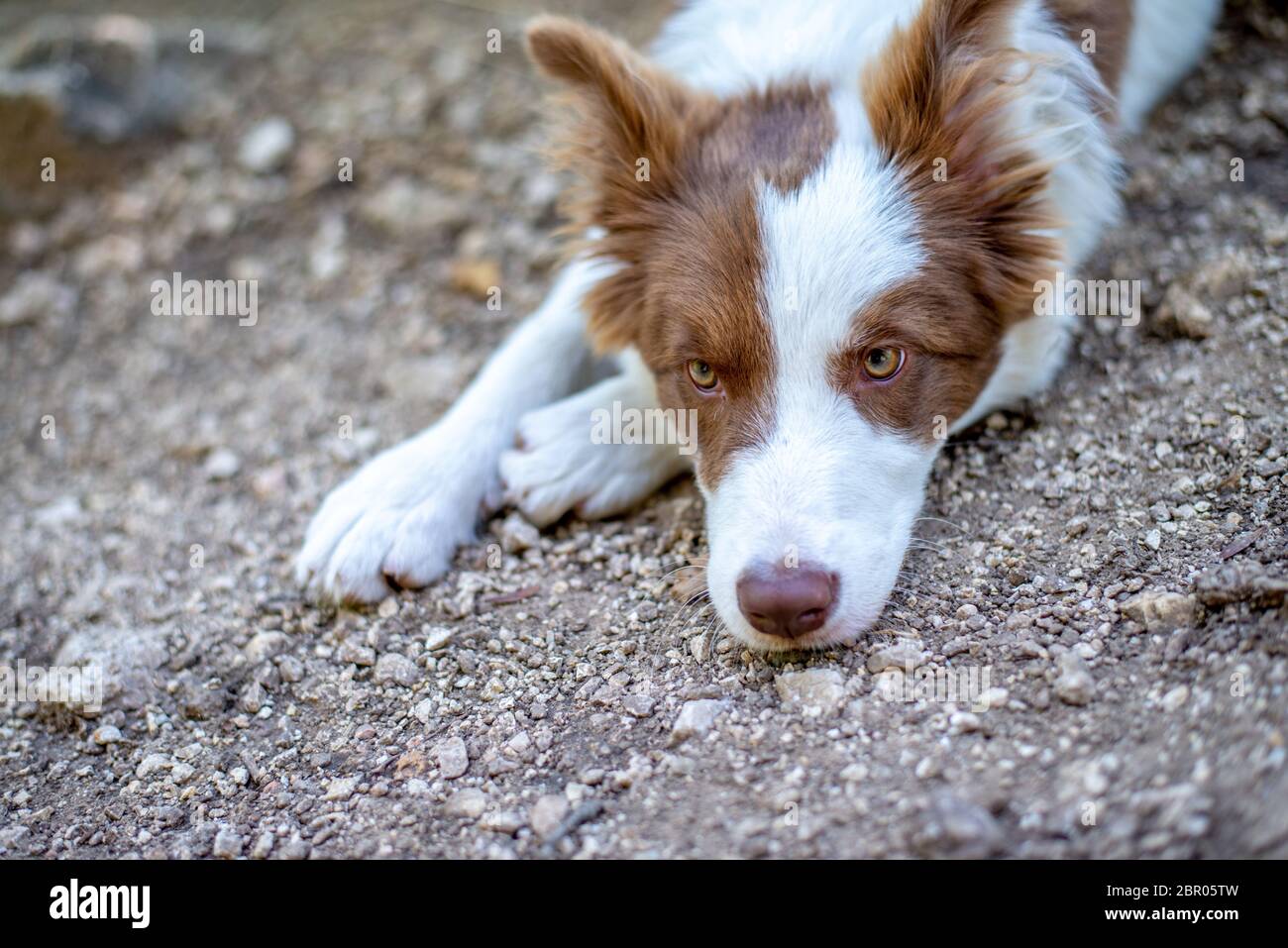 Beautiful Portrait Dog Breed Border Collie On The Brown Ground With His  Stick Stock Photo - Download Image Now - iStock