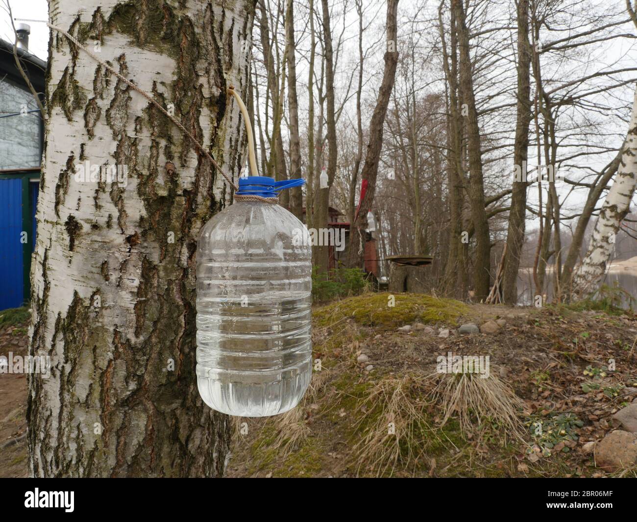 Birch sap drips into a plastic container Stock Photo