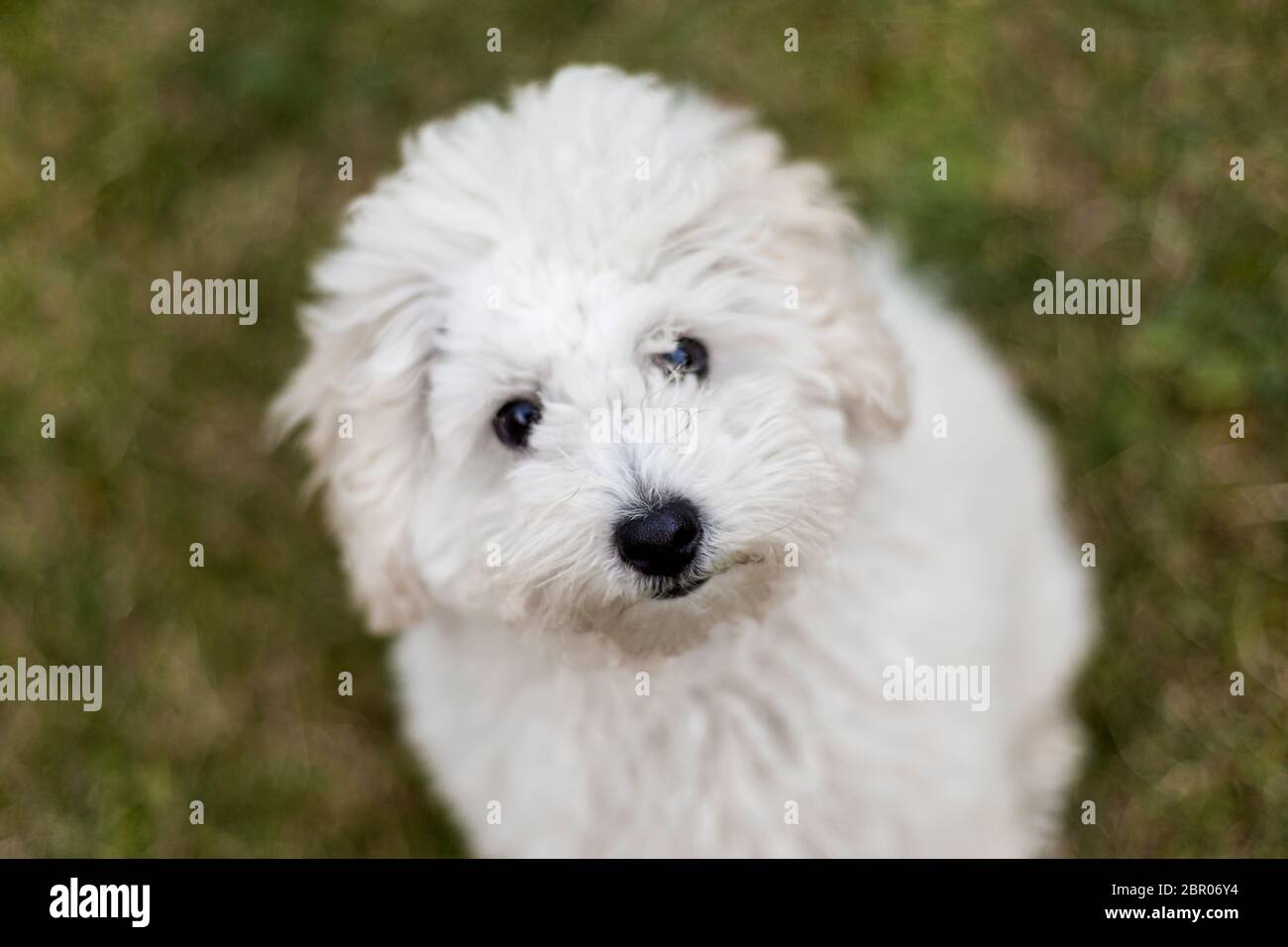 Portrait of a white Poodle puppy outdoors Stock Photo - Alamy