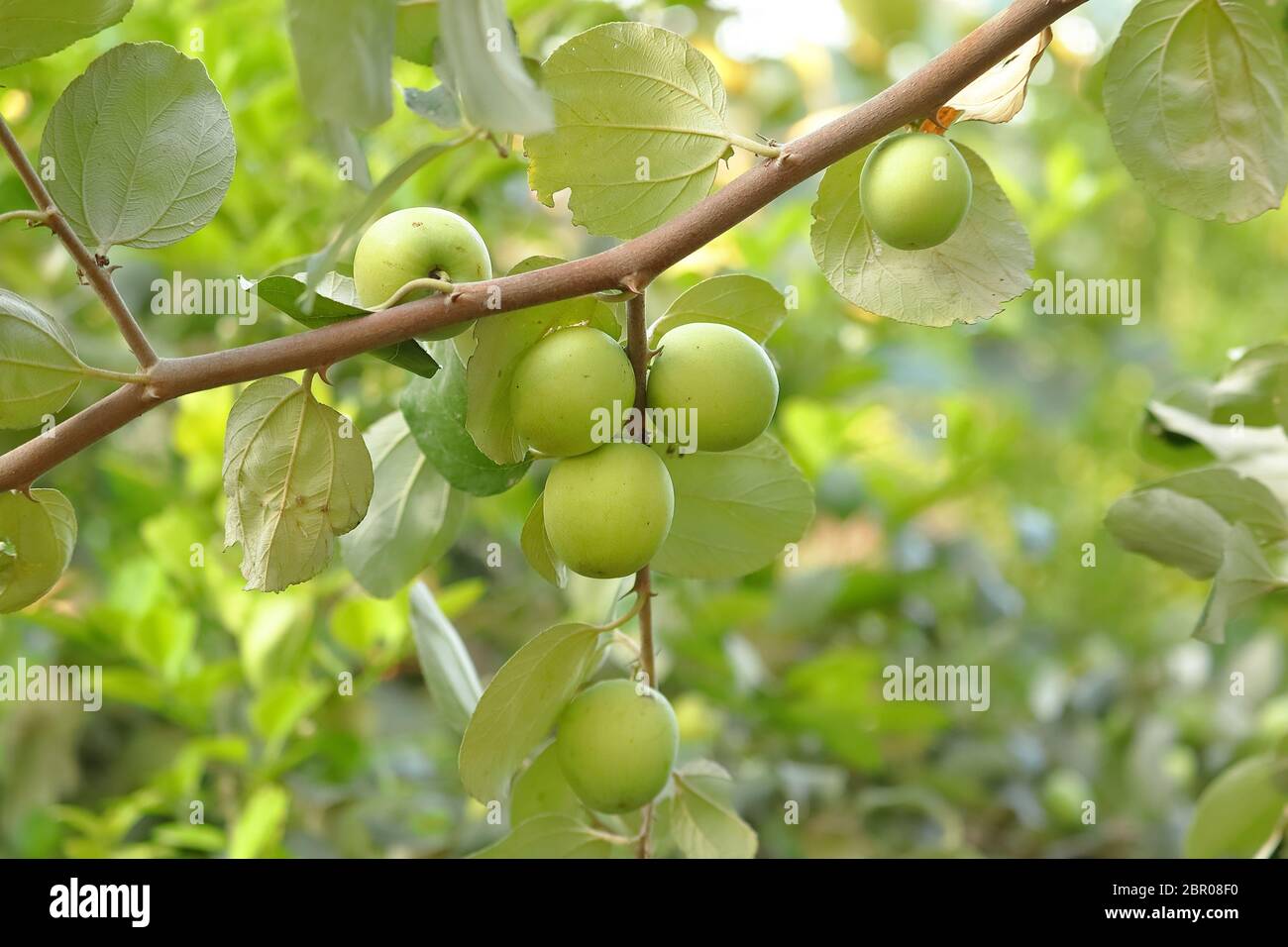Ziziphus mauritiana, also known as Chinese date,Chinee apple, Indian plum, Indian jujube, ber fruit and dunks is a tropical fruit tree species belongi Stock Photo