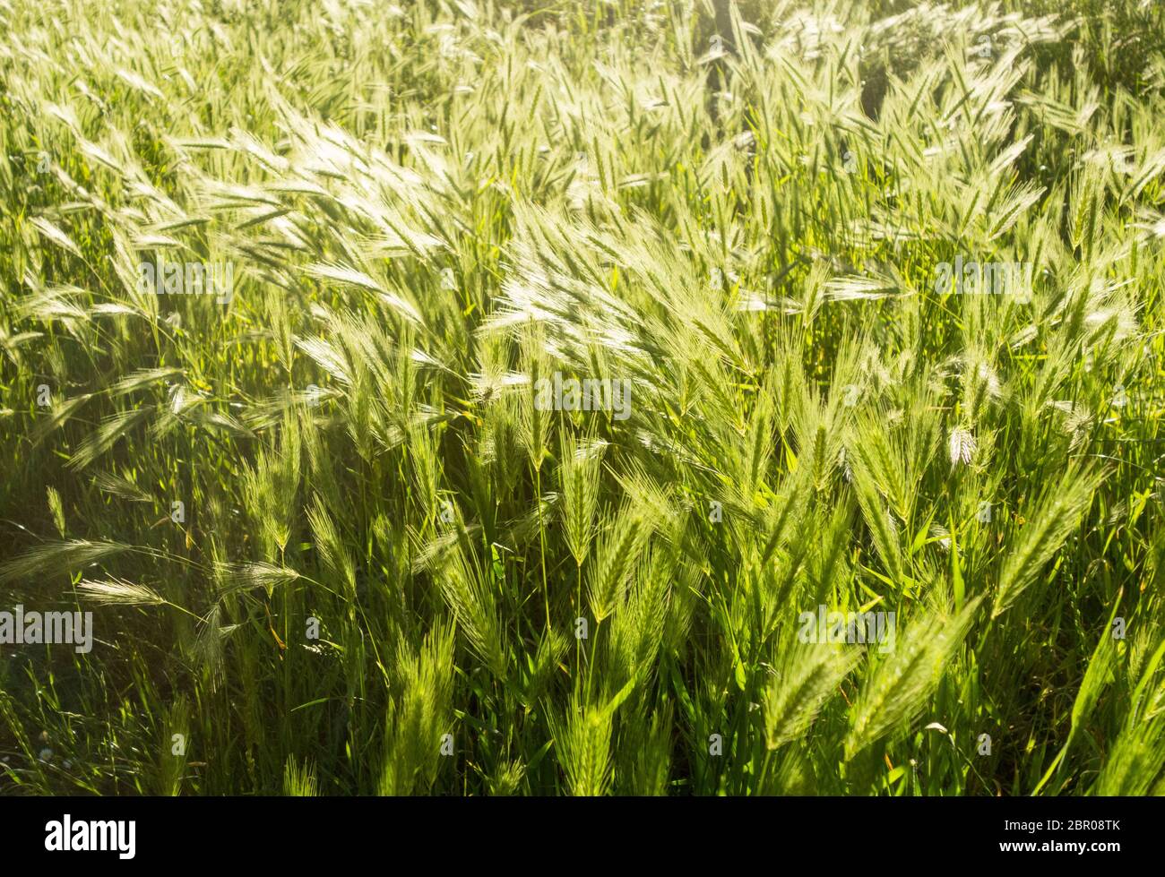 Wild Foxtail Barley (Hordeum jubatum) Stock Photo