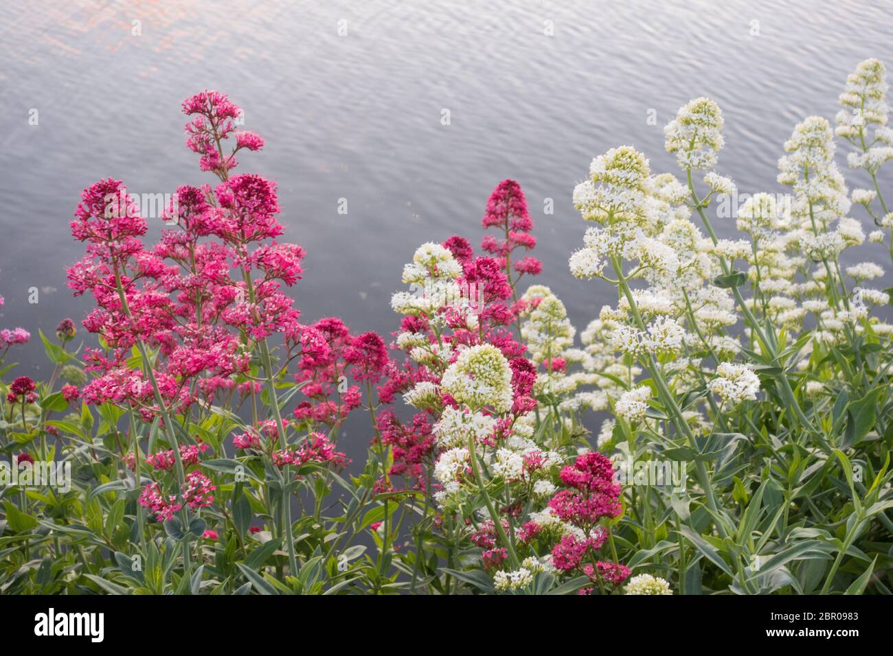 Colourful red and white Valerian (Centranthus ruber and Albus) Stock Photo