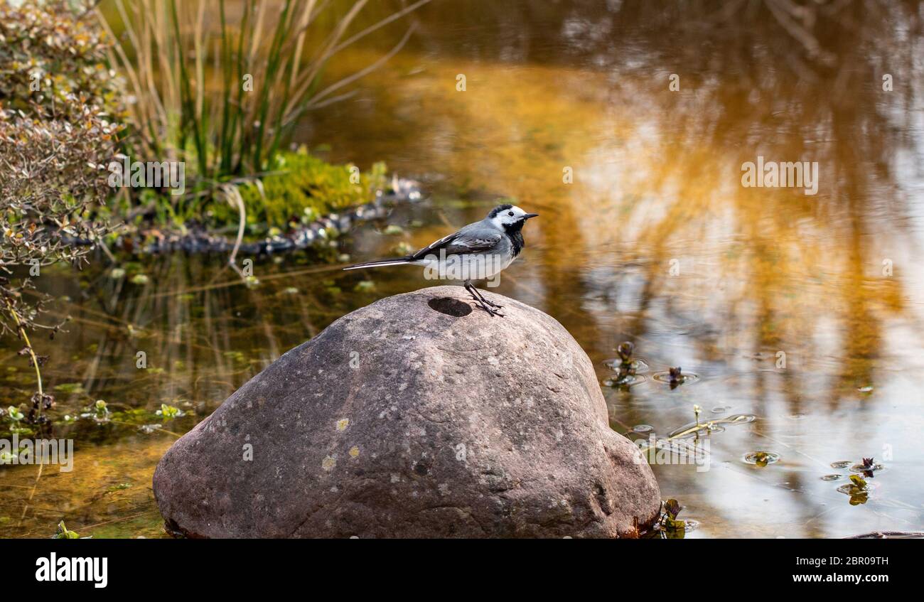 Genus of songbirds. A white wagtail on a rock in a shallow river in early spring in Germany. The motacilla alba is a small passerine bird and kills fl Stock Photo